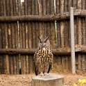 31 Owl